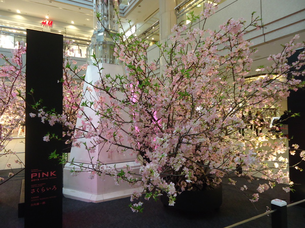 横浜ランドマークタワーに河津桜を見に行ってみた