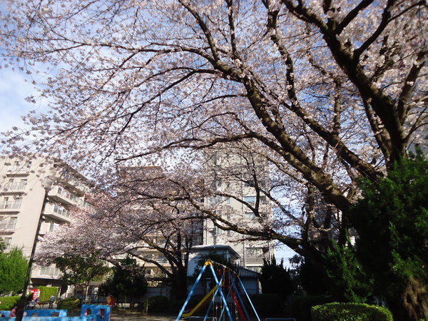 藤沢駅南口 東奥田公園の桜
