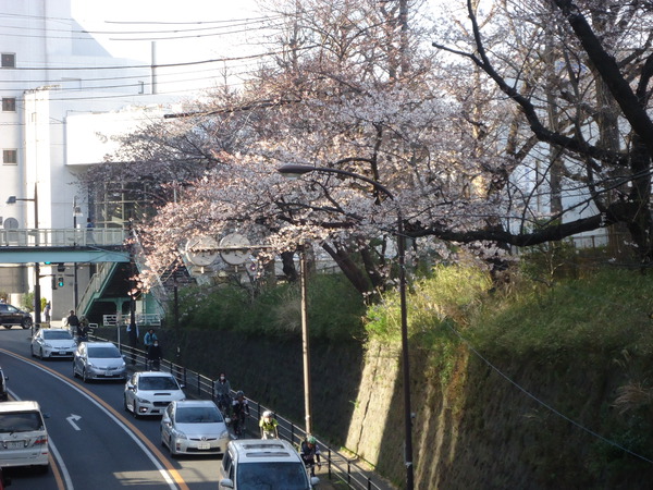 藤沢税務署前の桜