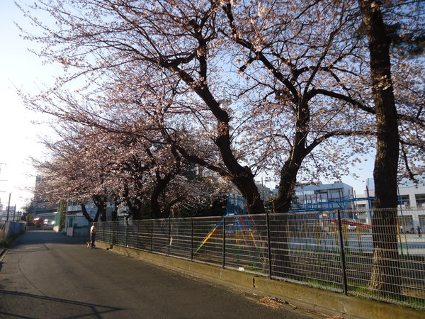 藤沢駅北口 大道小学校の桜