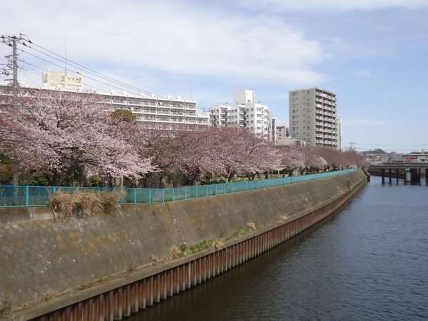 fujisawa-sakura